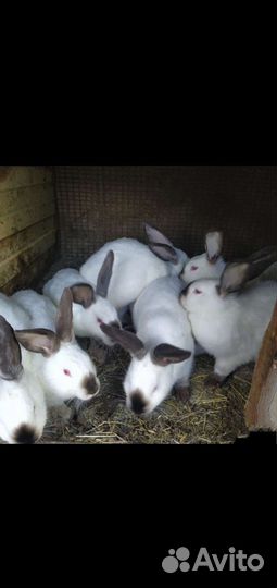 Калифорнийские кролики