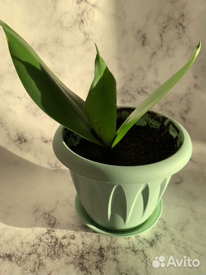 Сансевиерия