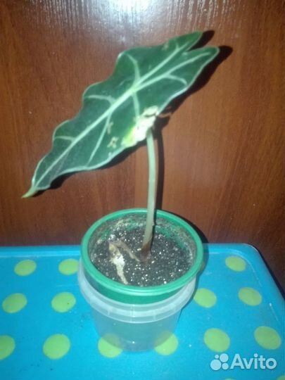 Комнатные растения, излишки коллекции. часть 2