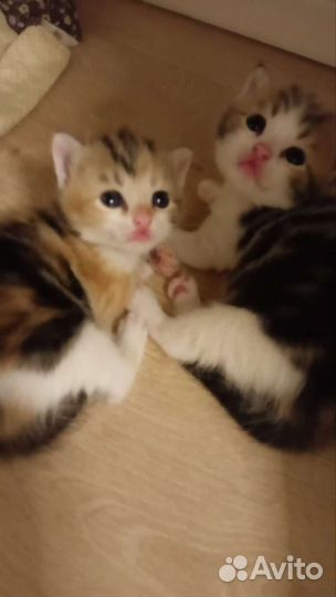 Котята в добрые руки. Мама британка, пара дворовый