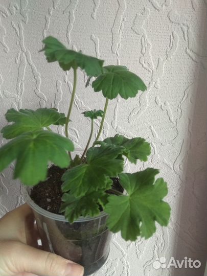 Пеларгония Леона галактика