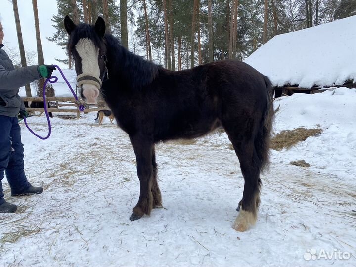 Жеребчик кросс-тинкера