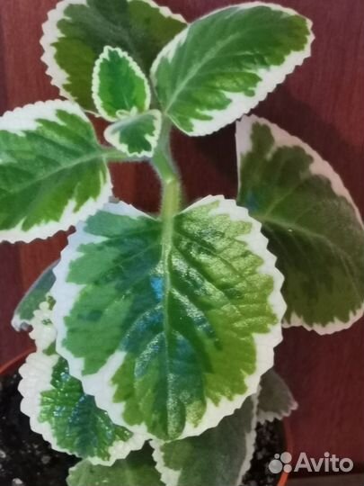 Комнатная мята(плектрантус) с бесплатной доставкой