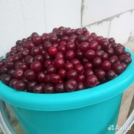 Саженцы вишни, смородины, крыжовника,малины