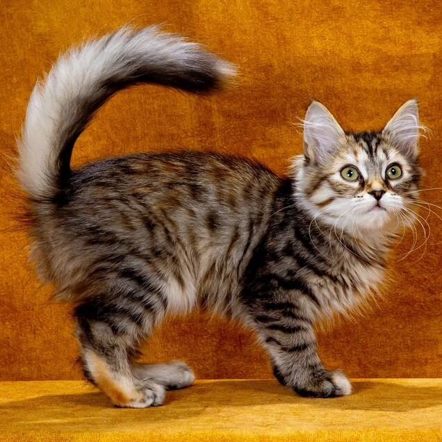 Сибирский котёнок