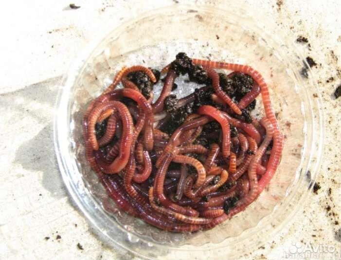 Навозный червь