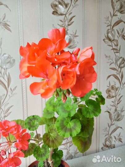 Пеларгония герань