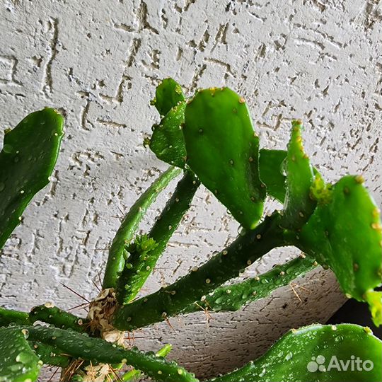 Кактус Опунция Бразильская. Brasiliopuntia