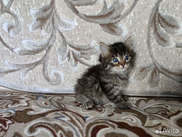 Кошка в дар