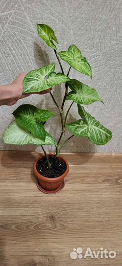 Сингониум White Butterfly (Белая Бабочка)