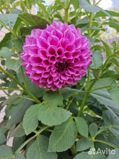 Георгины корневища Зеленоград