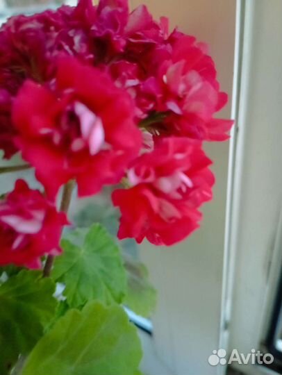 Пеларгония