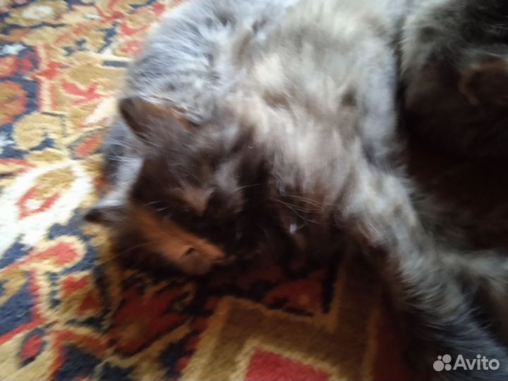 Отдам в добрые любящие руки чудесных котят