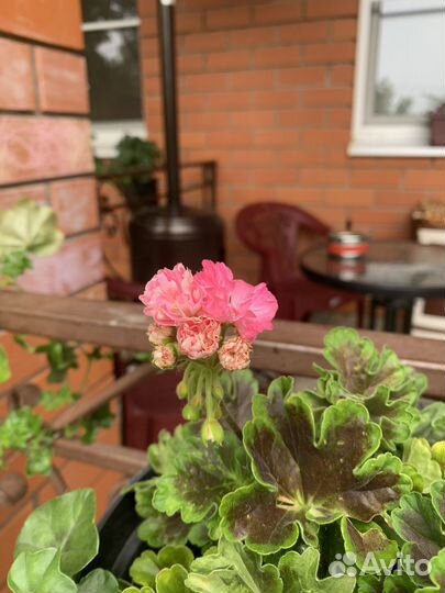 Пеларгония герань