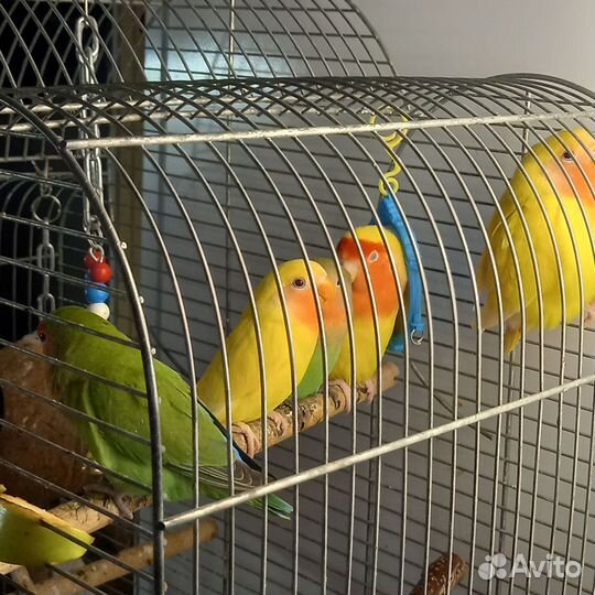 Попугаи неразлучники