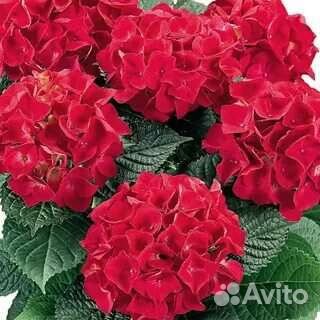 Гортензия Рэд