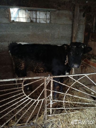 Бык и телка