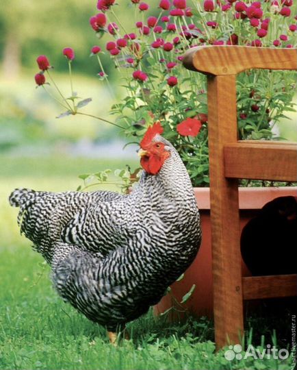 Мясо домашней птицы