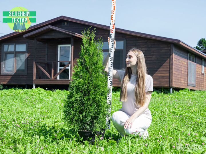 Туи смарагд 100 см свежая копка 2023