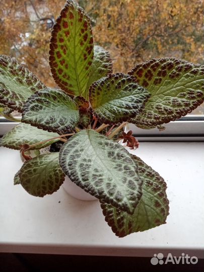 Комнатные растения