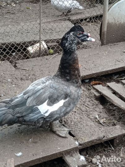 Инкубационные яйцо индоуток