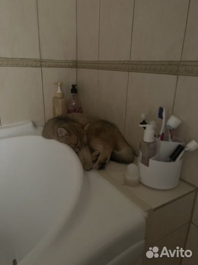 Кот на случку