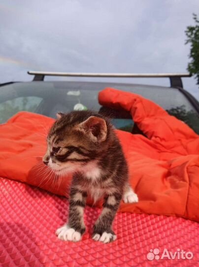 Котята полосатики