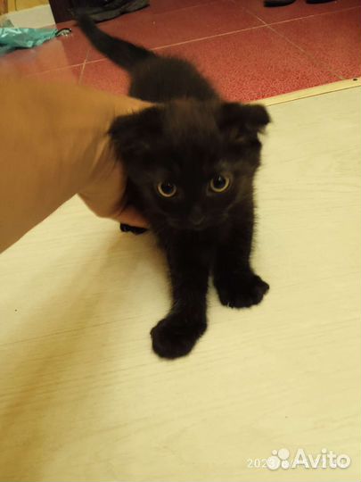 Котята британской скоттиш-фолд