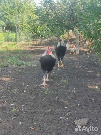 Петухи