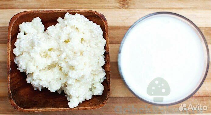 Тибетский молочный гриб для приготовления кефира