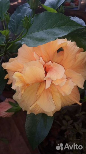 Гибискусы разные