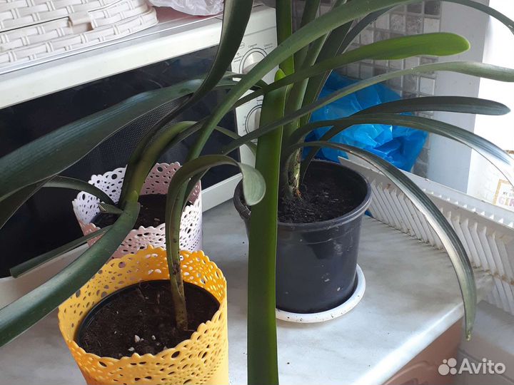 Кливия оранжевая