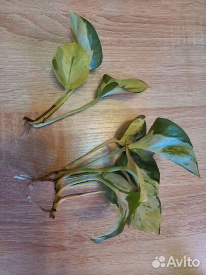 Сциндапсус