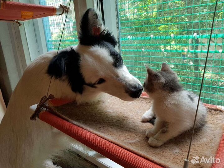 Ласковый котенок в добрые руки