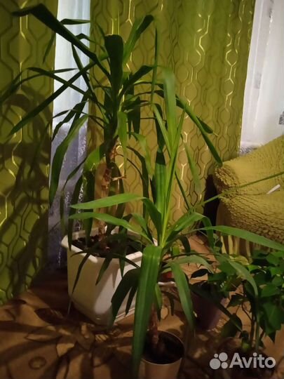 Комнатные цветы юкка
