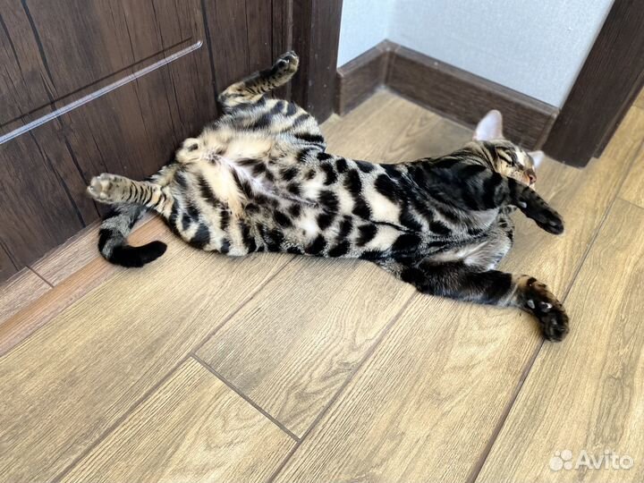 Бенгальский кот вязка