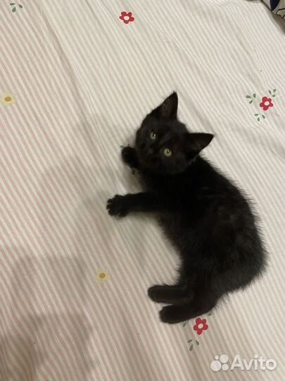 Кошка 1,5 месяца