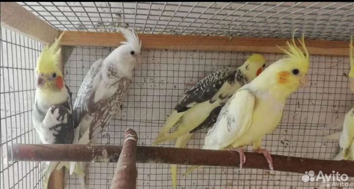 Попугаи розелла и другие