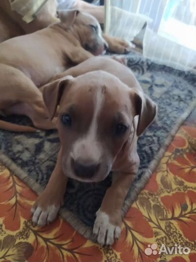 Щенки амстафф