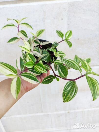 Зебрины 4 сорта Укоренённые и на срез