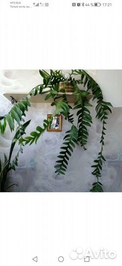 Эпифиллум марниера