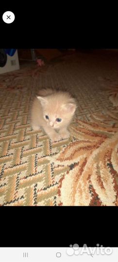 Котятки мальчики