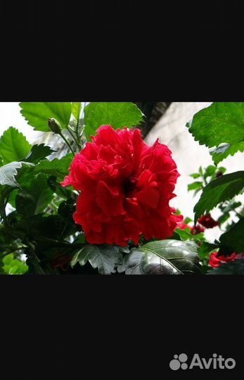 Гибискусы красные и желтые