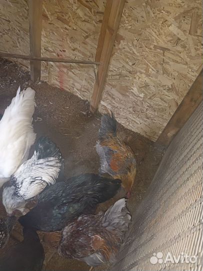 Молодые петушки