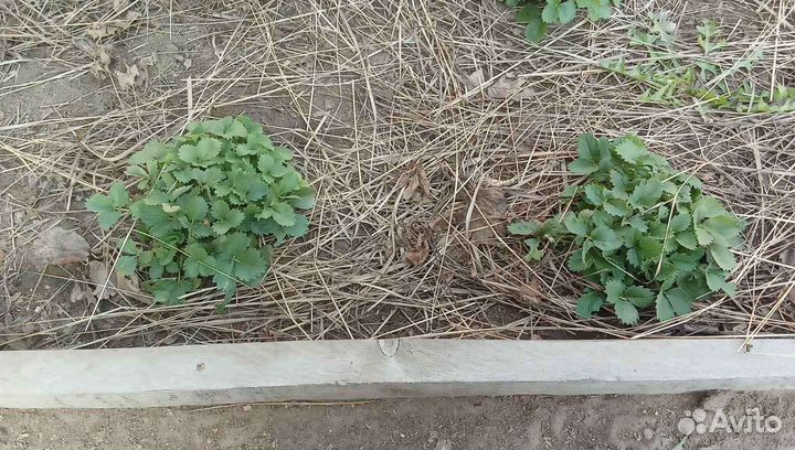 Рассада клубники