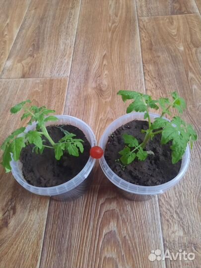 Рассада помидор