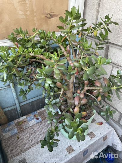 Комнатные растения бесплатно