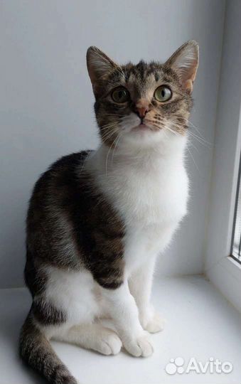 Чудом спасённой в морозы кошечке нужен дом