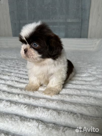 Ши-тцу редкий окрас шоколад