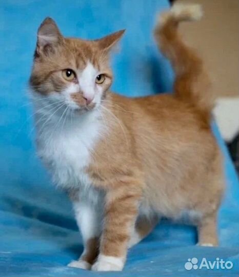 Кот в добрые руки